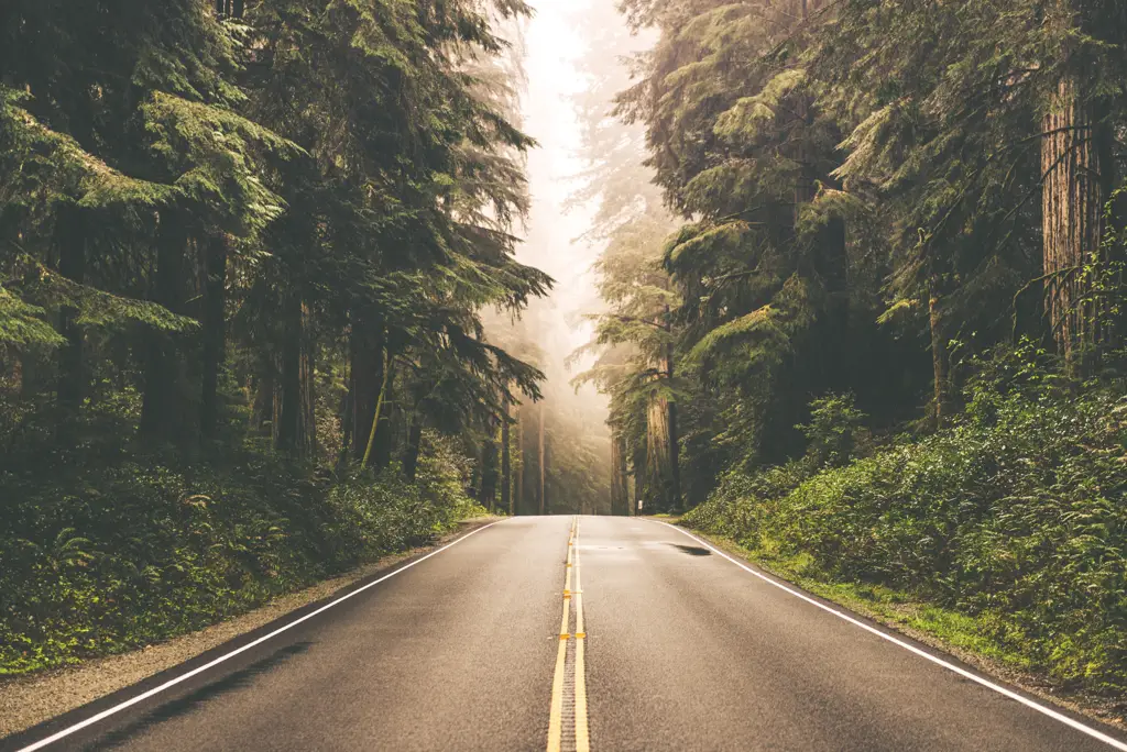 Φωτοταπετσαρία Road In An American Forest